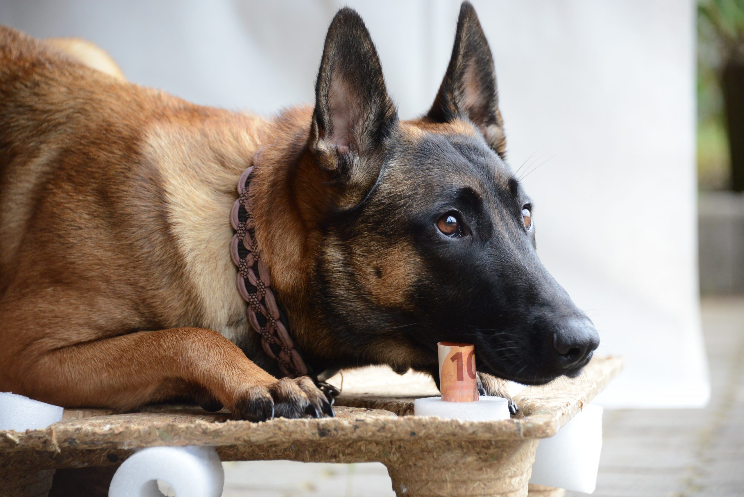 Spürhundnasen und Behältnisse – ein Wochenende ganz im Sinne des SHS (13./14.12.)
